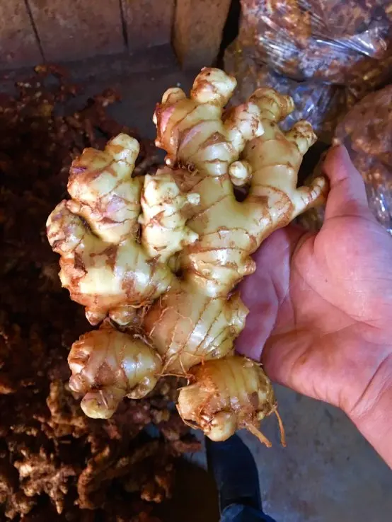 Newest Crop Fresh Ginger Size 100 150 200 250 Gram up