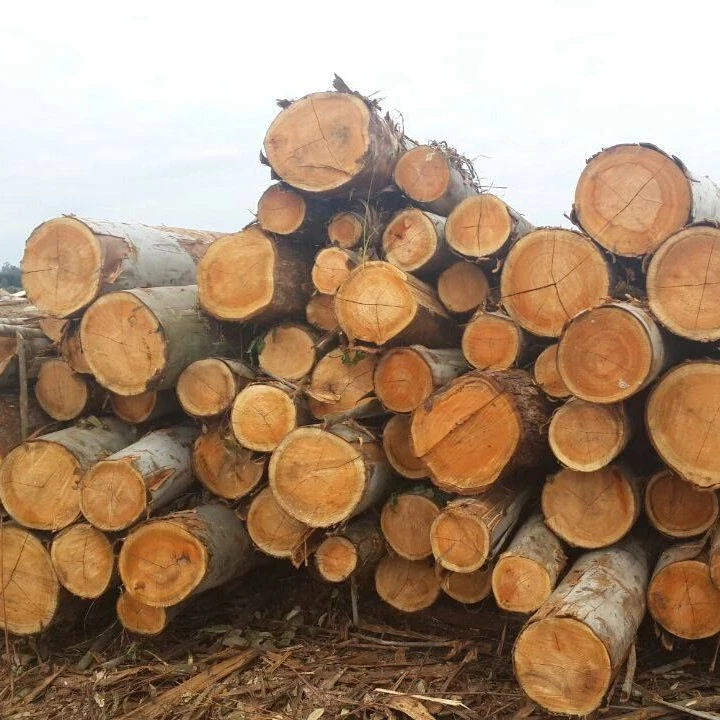 Teak Wood - Round Logs- Swan Timber Logs for sale .