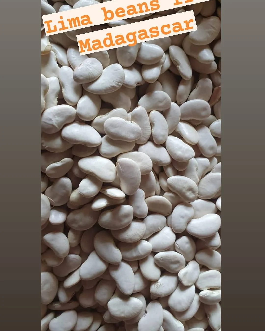 Premium White Lima Beans