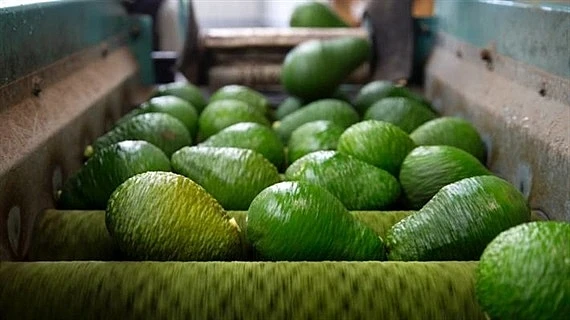 
2021 HASU New Crop Best Choice High quality Fresh Avocado Shipping from Vietnam 