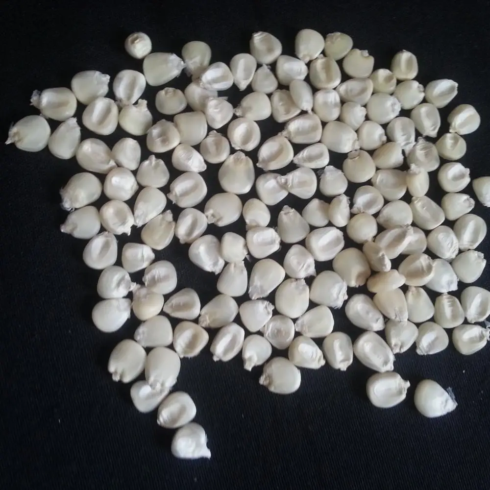 
Cheap Price Dry White Maize Corn for For Sale 