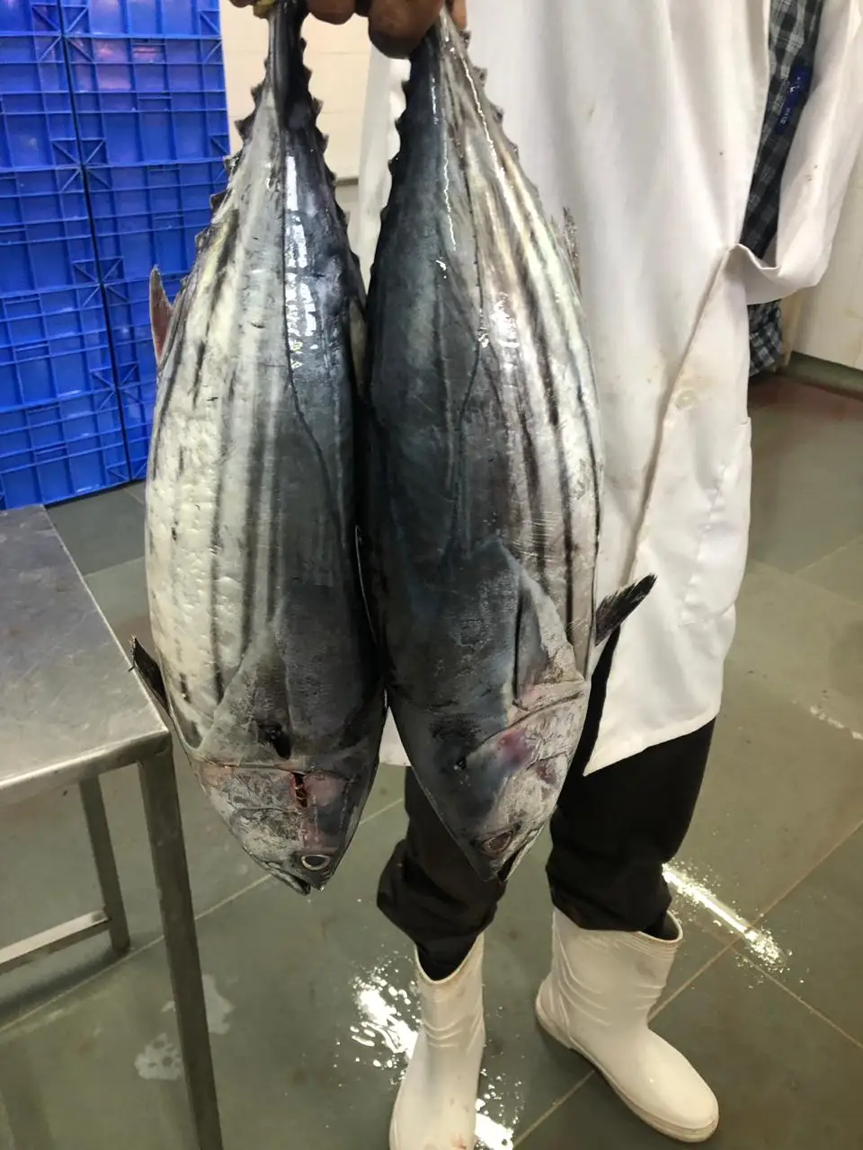 Свежий замороженный тунец IQF индийского происхождения поставщик тунца из индии Наивысшее качество и количество