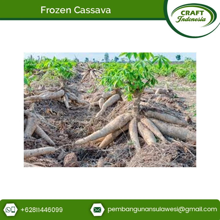 Wholesale Selling Common Cultivation Type Frozen Indonesian Cassava at Genuine market Price