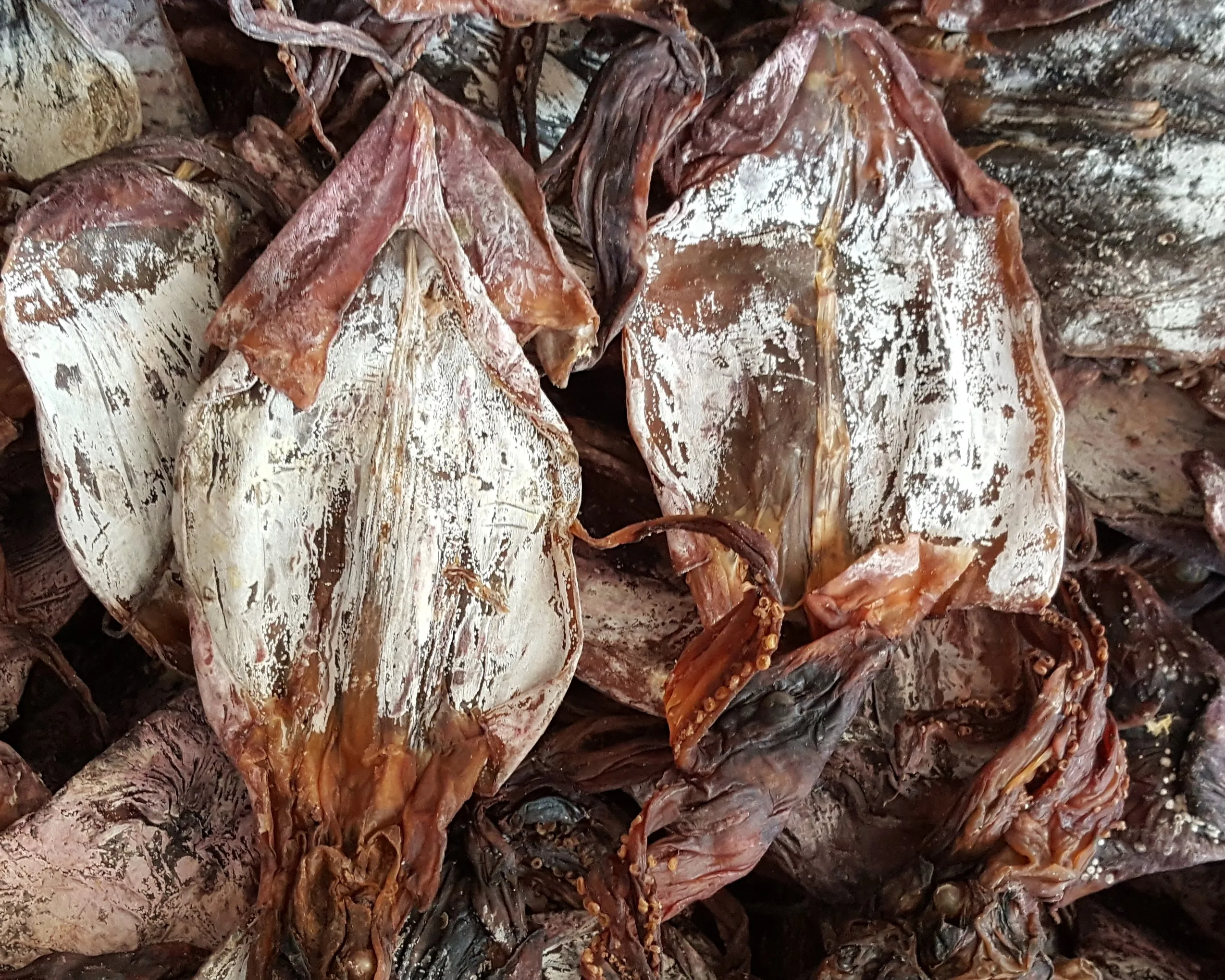 DRIED BLACK SQUID FOR SALE