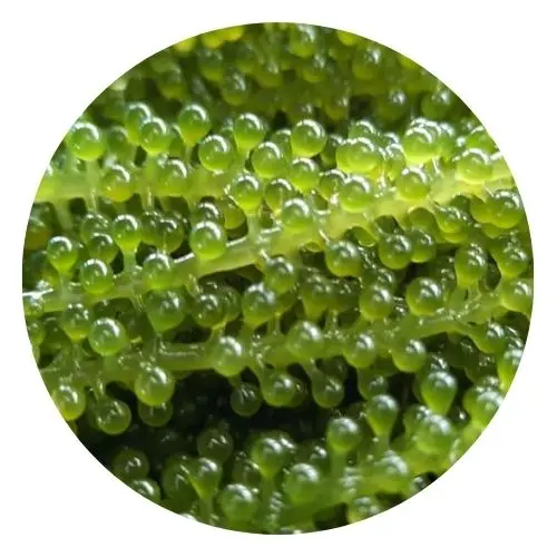 Морской виноград оптом на экспорт/100% натуральный морской + 84 929 397 651