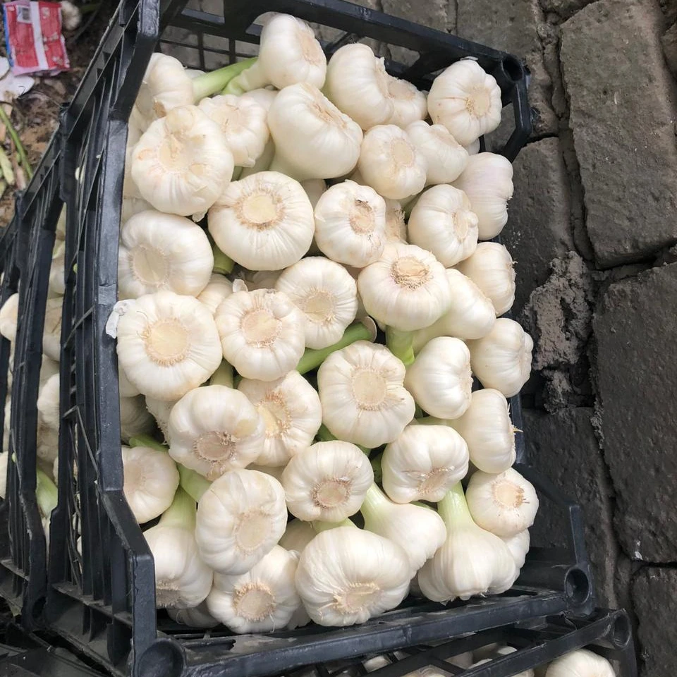 Wholesale price premium grade Fresh White and Red Garlic for export