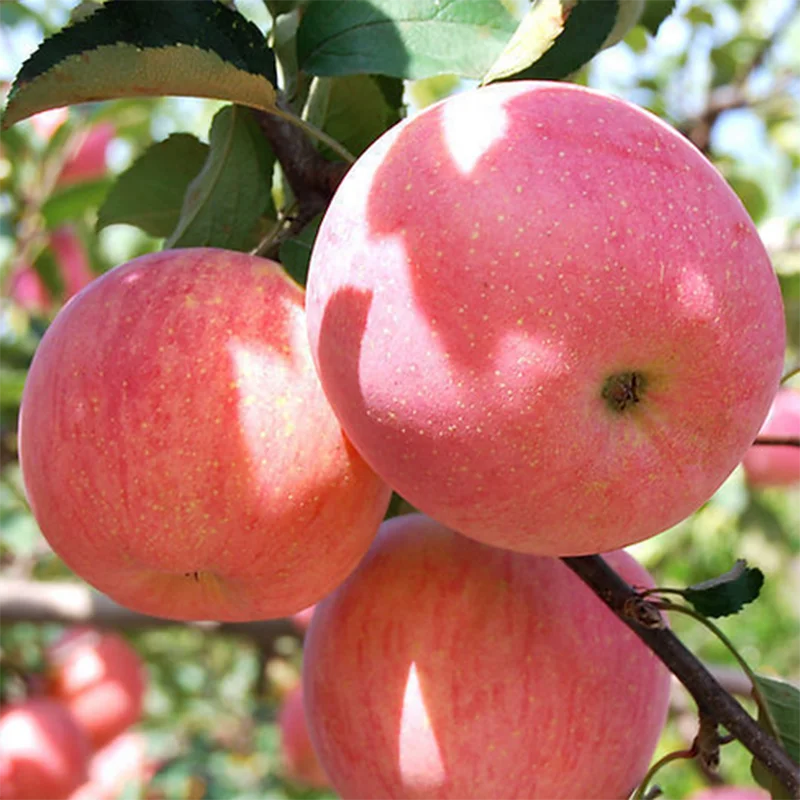 Fresh Apples Fresh Wholesale Price Hot Selling China Organic Fruits Bulk Fresh Apples