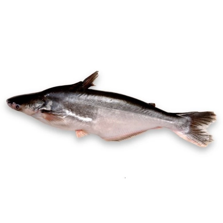 
Best Selling Whole Round Pangasius Catfish From Vietnam Manufacturer 