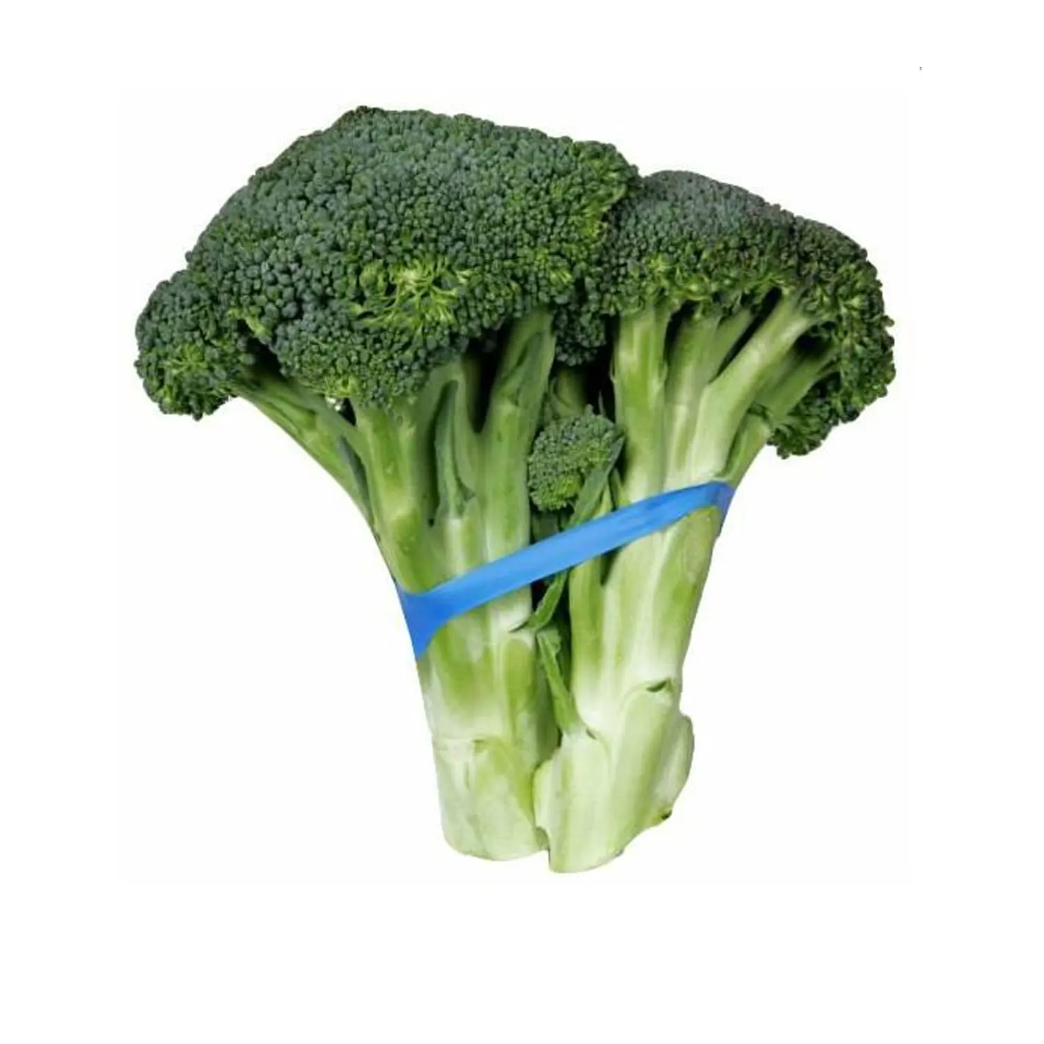 Горячая Распродажа высокое качество свежий брокколи новый урожай хорошая цена овощи