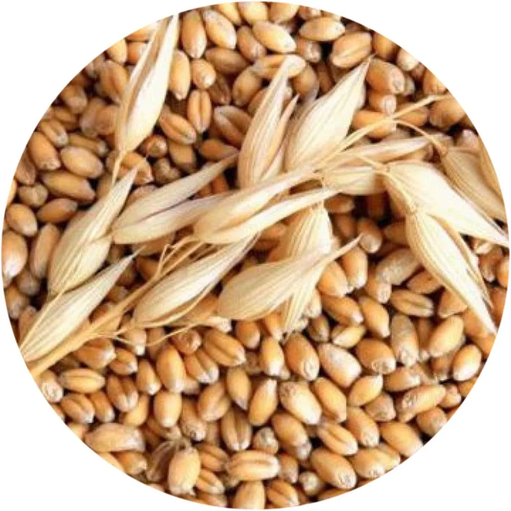 
High quality barley grain, agriculture product 