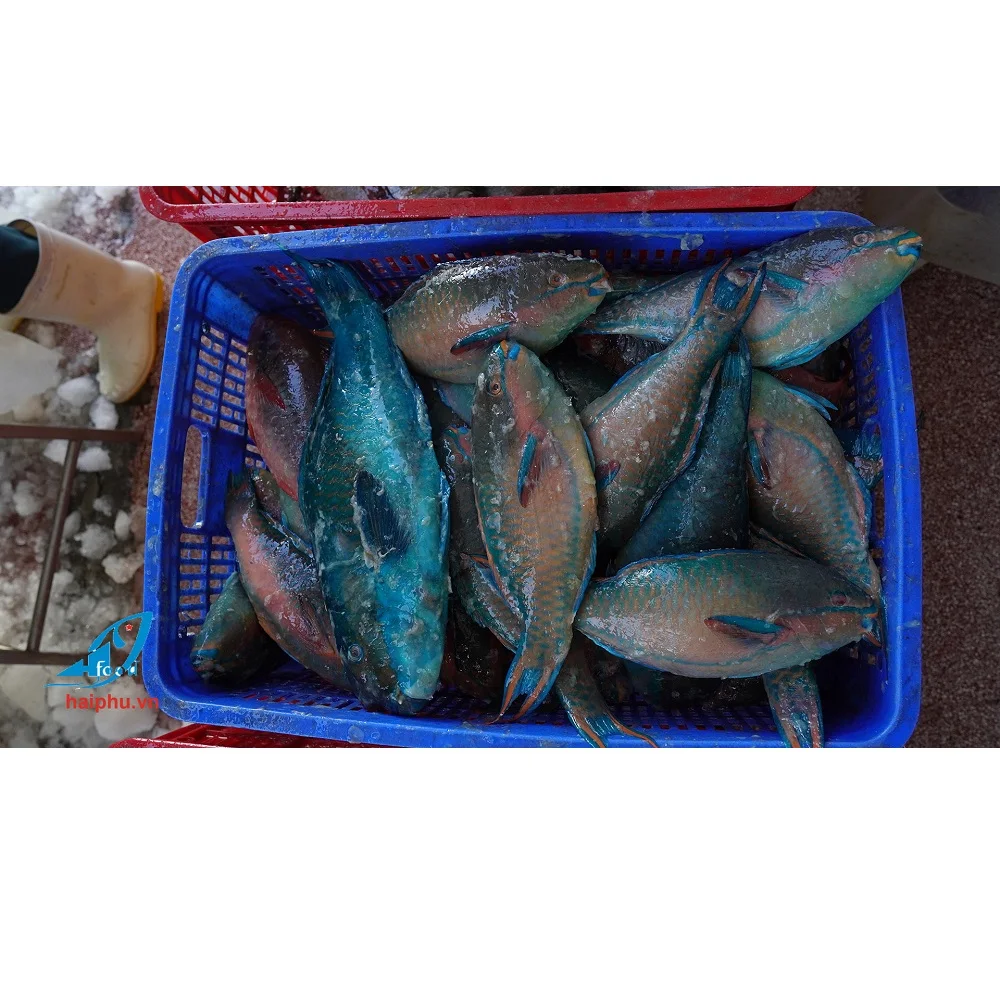 
 Замороженный попугай рыба безголовая высокое качество, хит продаж VN  