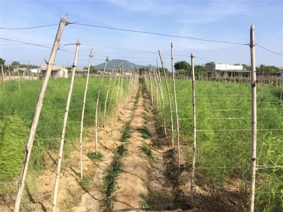 Выращивание спаржи/посадка корней спаржи-поставщик для большого объема зеленой спаржи из Вьетнама 2021