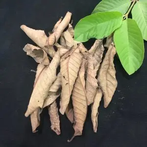 Сушеные Листья гуавы высокого качества-листья по низкой цене/сушеные листья для чая // мисс Рейчел: + 84896436456