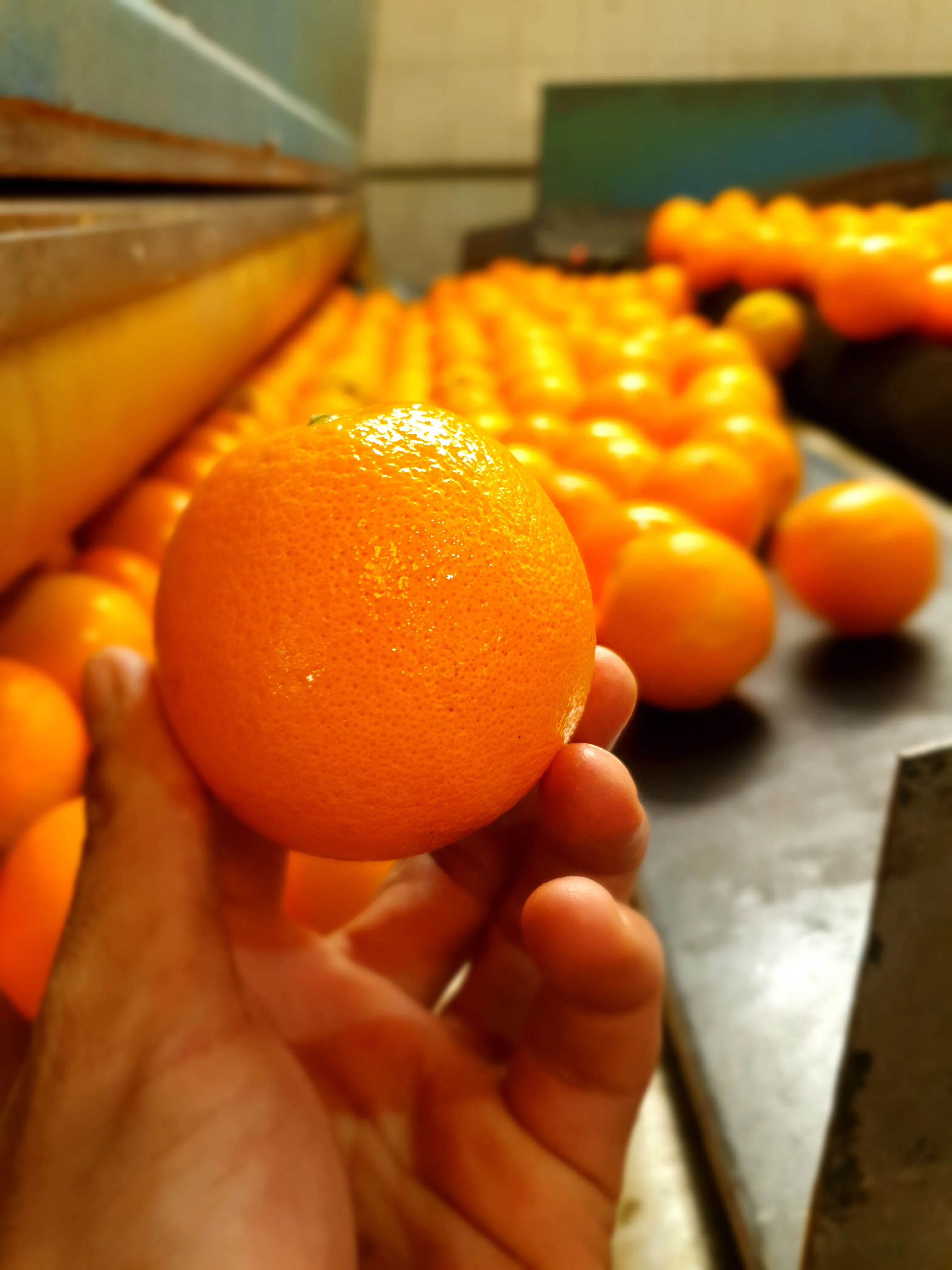 
Wholesale High Quality Fresh Egyptian Valencia Orange 