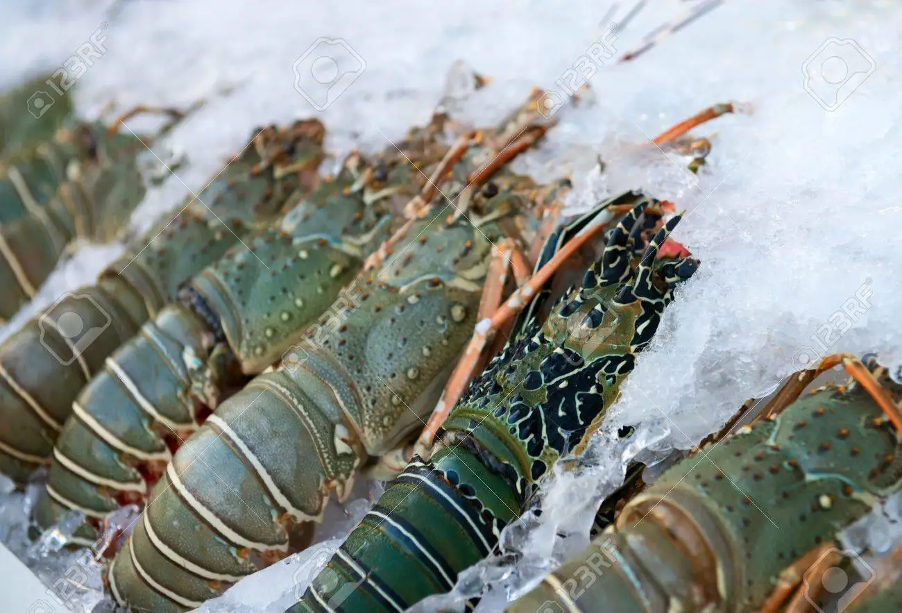 Замороженные морепродукты свежий живой Лобстер
