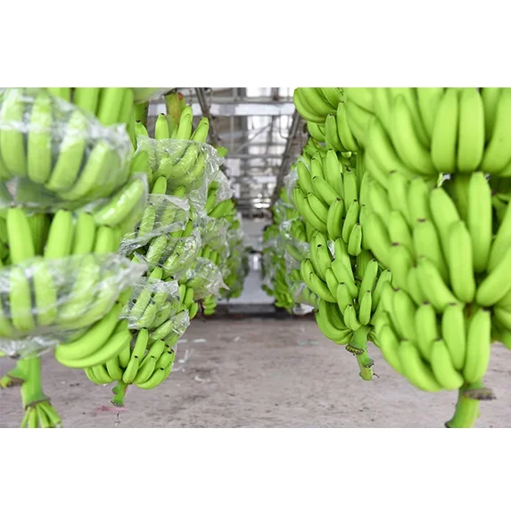 
Top Quality Green Sweet Fresh and Organic Cavendish Banana Shipping from Vietnam 