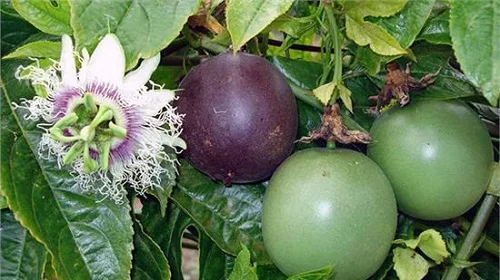 Свежий фрукт страсти, высокое качество, питательный материал из Вьетнама Томаса + 84961478592