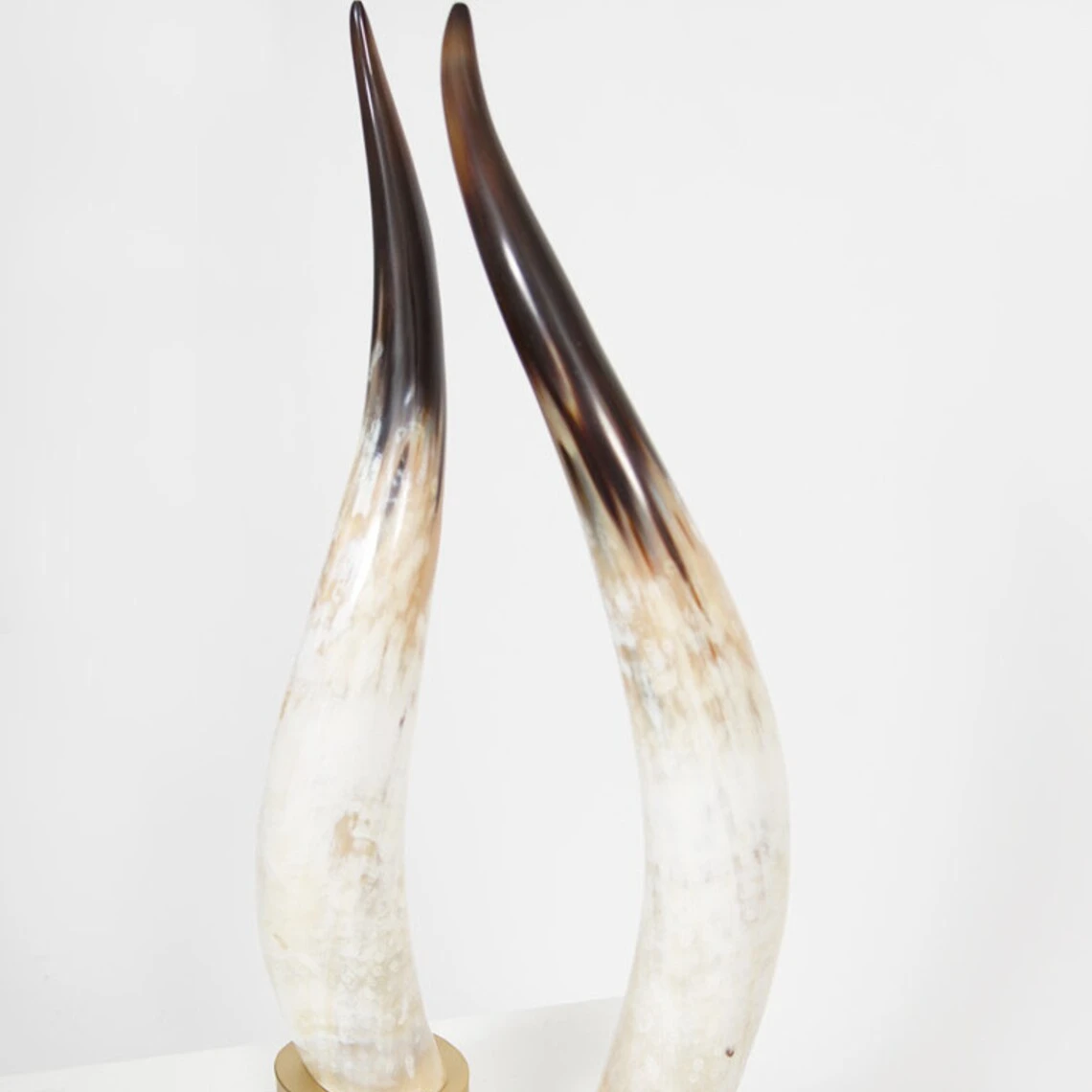 Buffalo Decorative Horn with wooden base