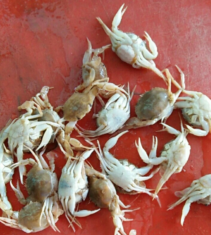 FROZEN CRAB FOR SALE