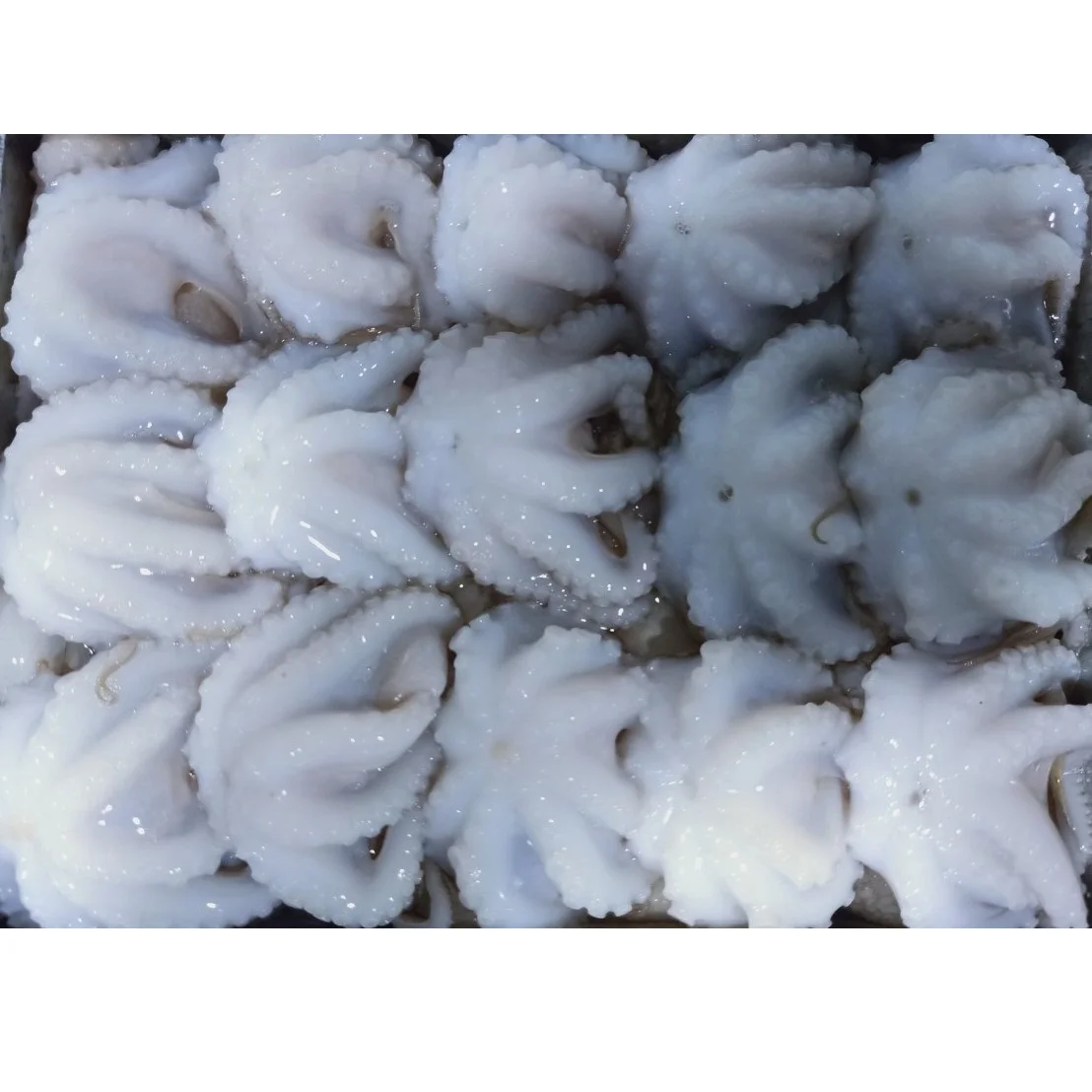 Exporting Bulk Reasonable Price Frozen Whole Baby Octopus From Vietnam Seafood