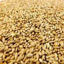 Canary Seeds Alpiste (Birdseeds). Hot sale!