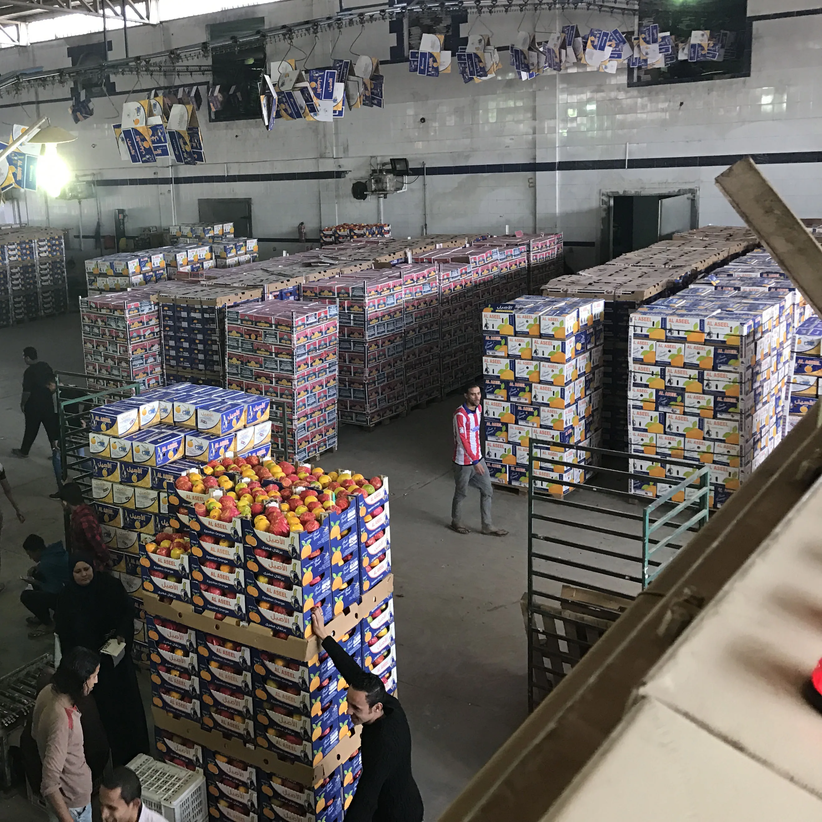 Fresh Citrus Fruits, Valencia and Navel Orange for sale