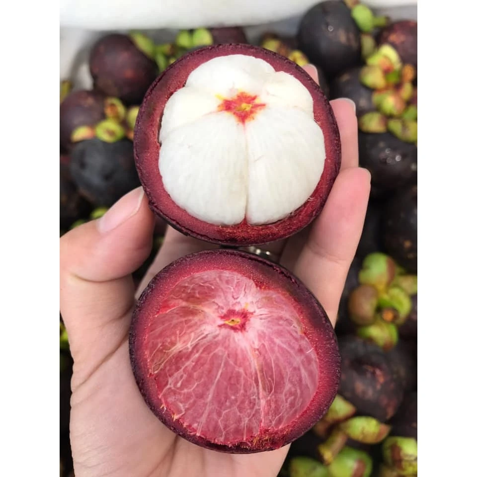 Mangosteen - Tropical Fruit Fresh And Sweet No Preservative Special Taste Natural Steamed Fresh Mangosteen