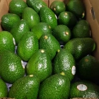avocado4.jpg