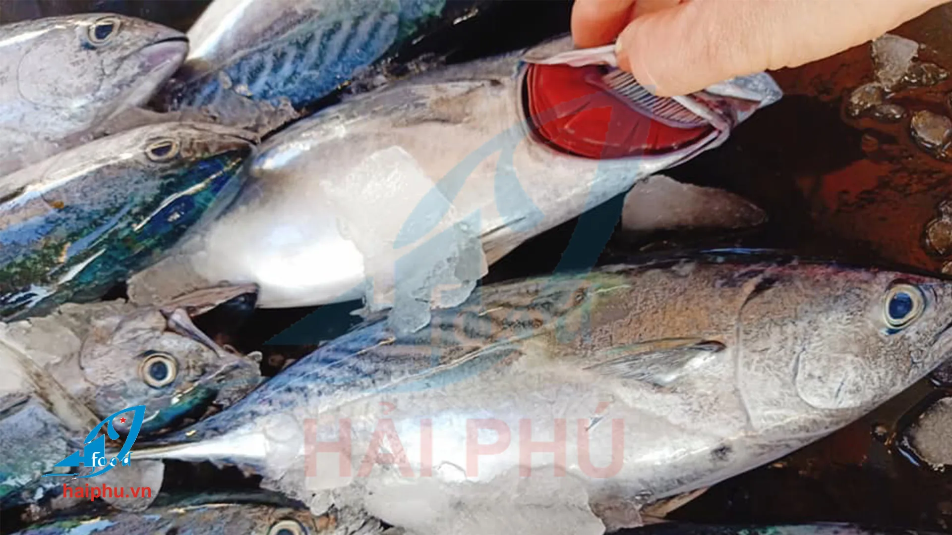  New Product Nutritious Organic Frozen Whole Eastern Little Tuna Fish From Vietnam