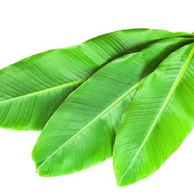 100% natural fresh banana leaf from India export banana leaves best price in India