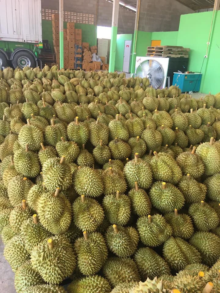 Вьетнамские свежие фрукты Ri6/ Monthong Durians Премиум-качества из Вьетнама-WHATSAP 0084 989 322