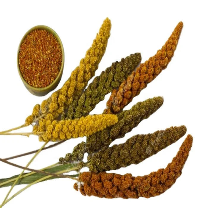 Хорошая цена, высокое качество, хорошая цена, профессиональный производитель, поставка желтого пса/Красного пса из Бенина, Западная Африка, красный/желтый