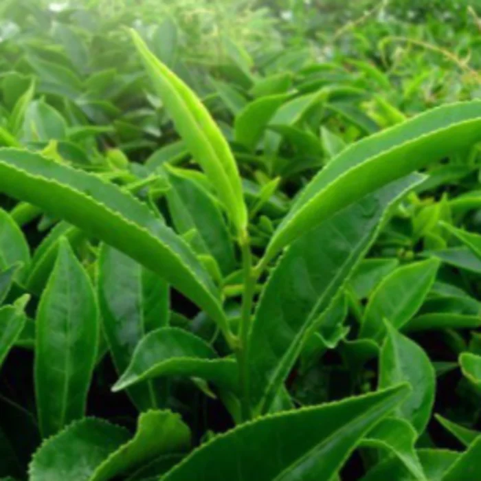 Bag Packaging Health Tea And Organic Tea Specialty Raw Processing Type Premium Black Tea Export From Vietnam