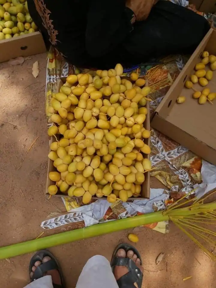 
high Quality Egyptian Fresh Barhi Dates 