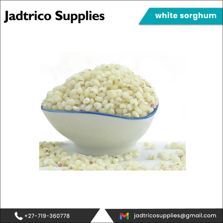 Известный поставщик самый продаваемый сухой белый сорго общего типа от продавца Южной Африки