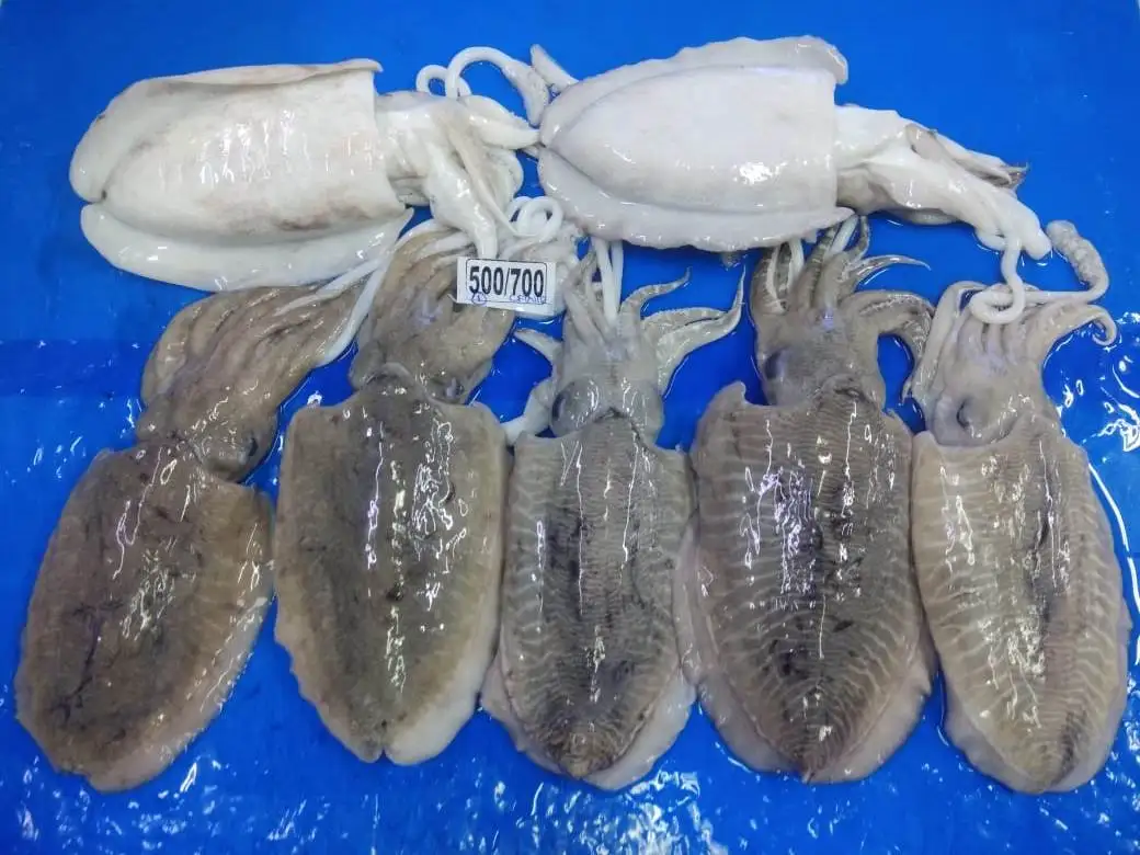 Frozen Cuttlefish whole block frozen from India