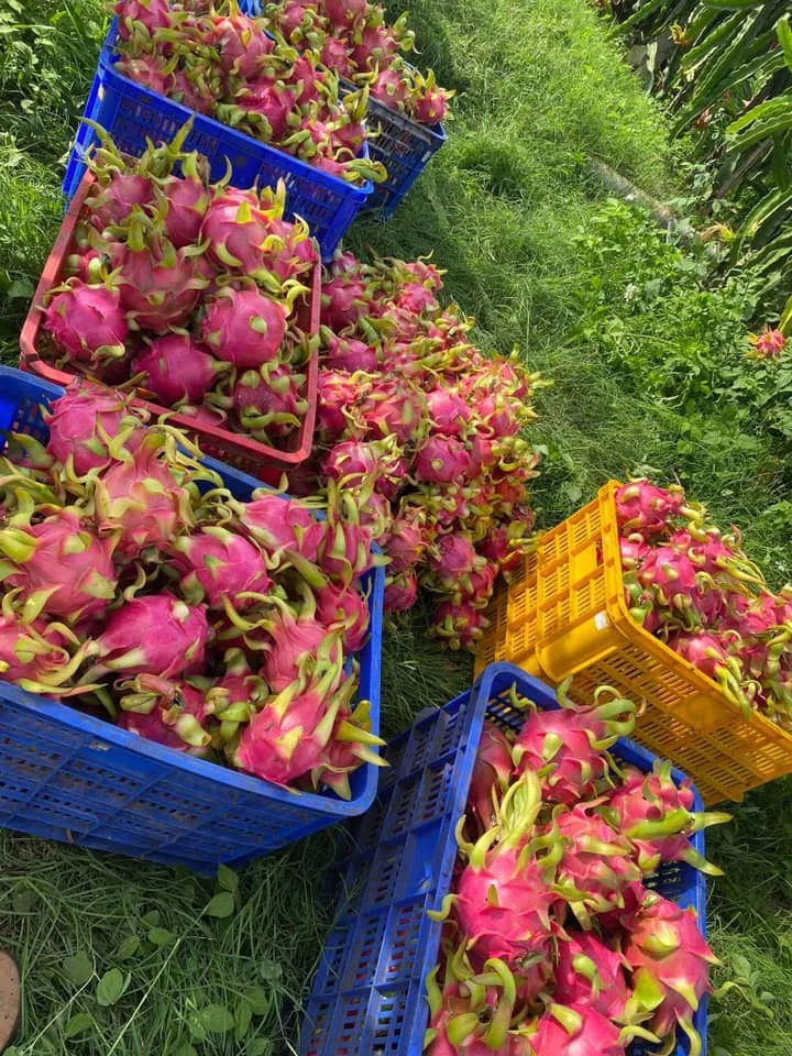 Fresh Red Dragon Fruit Export wholesale High Quality (Certification: GAP, HACCP...) - 100% Organic