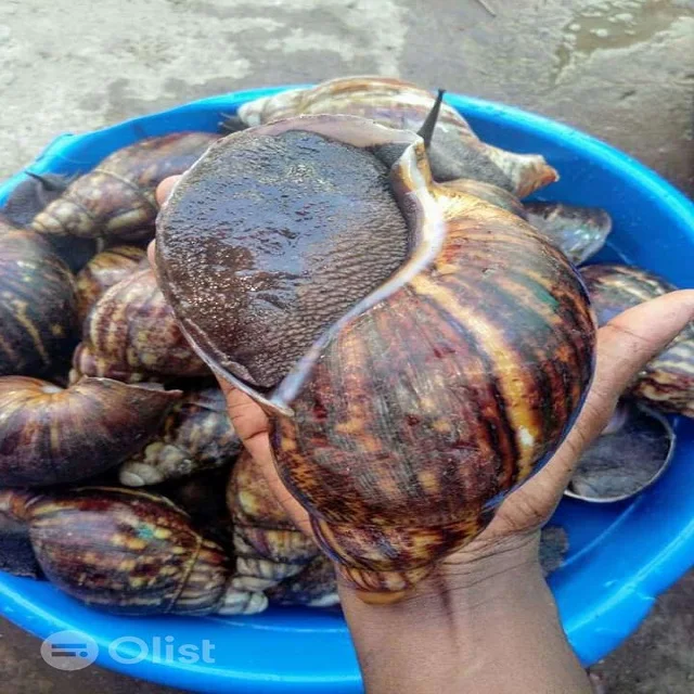 High Quality Dried Giant Snails Price in Ton fresh dried snails