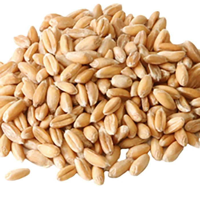 Human Consumption Durum Wheat Grains