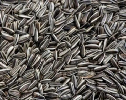 
Sunflower seeds 