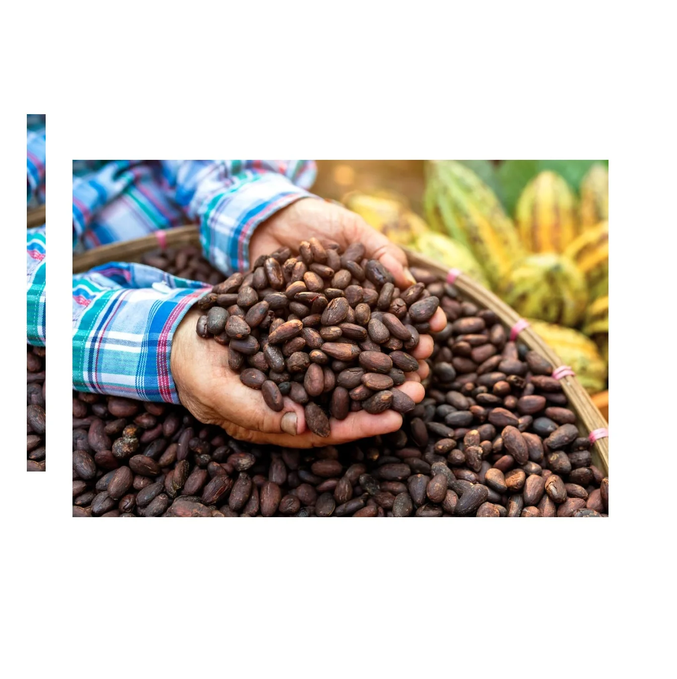 Cheap Rate Wholesale Best Cocoa Beans For Sale In bulk