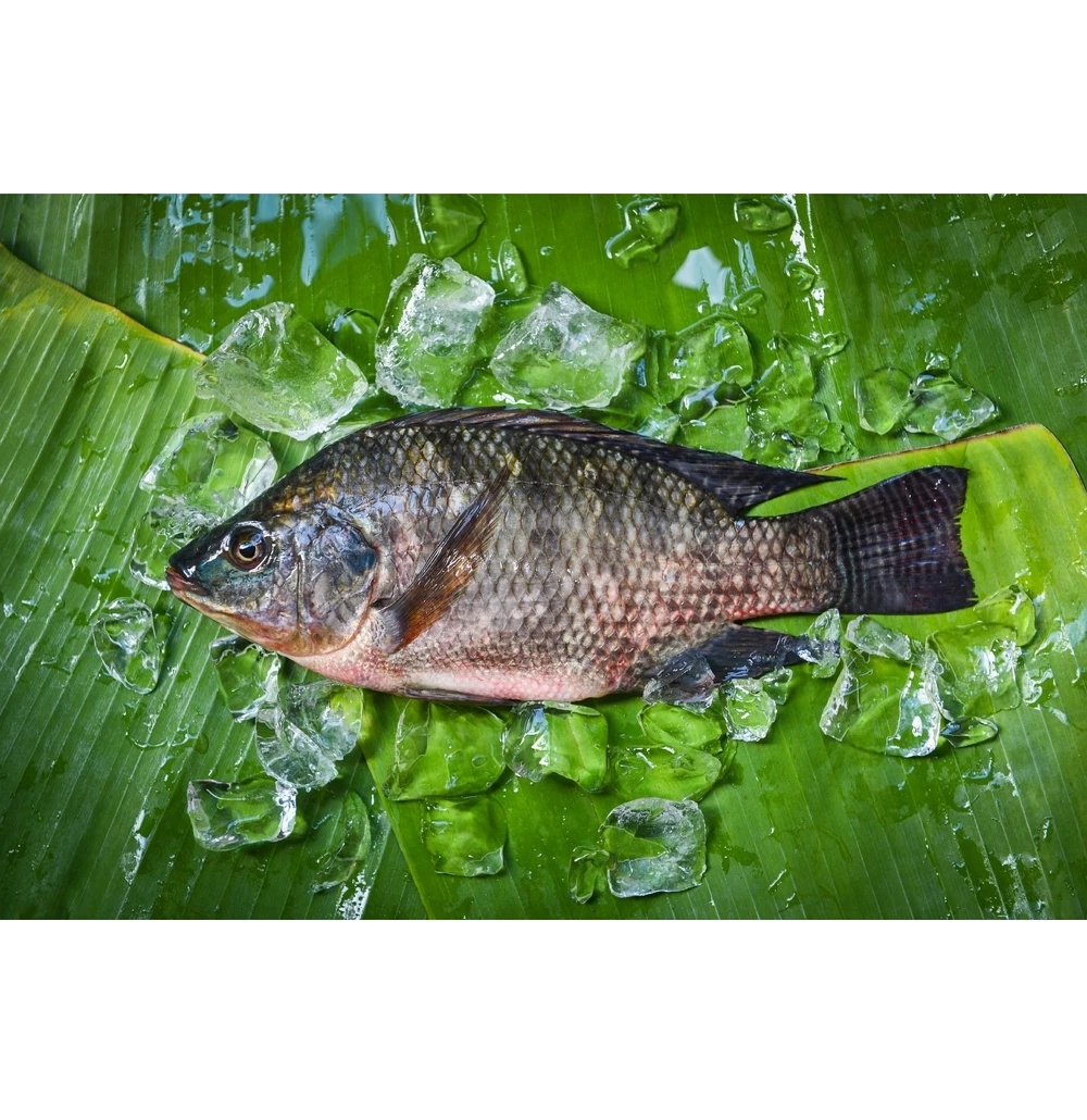 Вьетнам лучший поставщик Замороженной Черной тилапии Wr (Oreochromis Mossambicus) глазирование 10 размеров 500-700 граммов-ПК