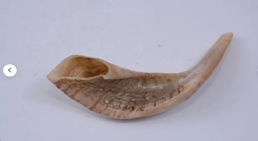 Оптовая продажа, большой гудок ОЗУ, Кошерный естественный полированный музыкальный инструмент Shofar, используемый для еврейских религиозных целей