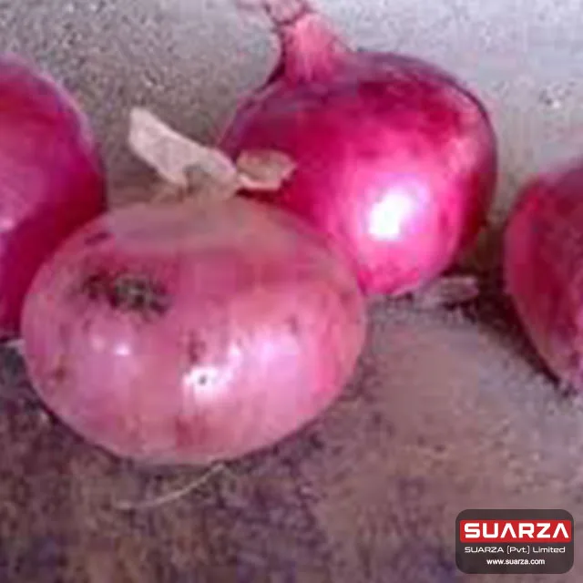 100% fresh red shallot onion/ seasonal red cepola onion are supplied to  all over the world /wholesale onion exporter