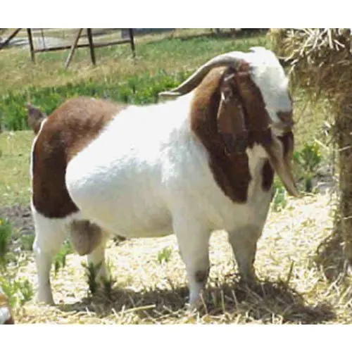 
Boer Goats Live Sheep Cattle Live Dairy Cows and Pregnant Style Health Weight Origin 