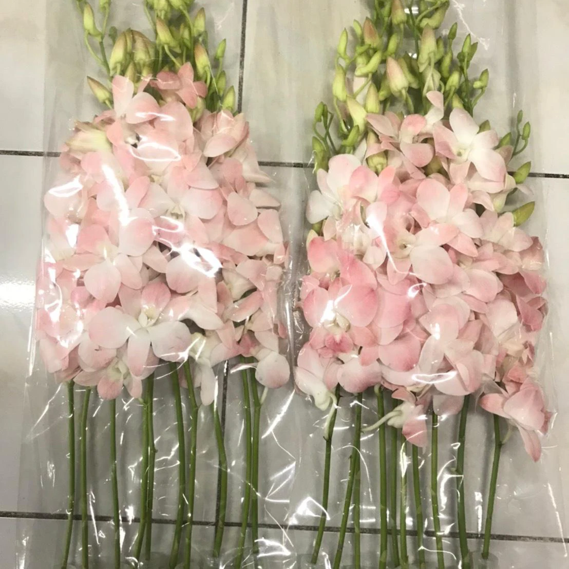 Orchid Flowers Cut flower thai orchids