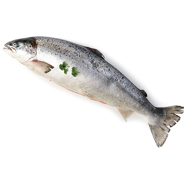 
Reasonable Price Frozen Salmon Fish Fillet Whole Round Fish 