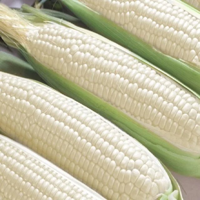 
High Quality White Sweet Corn 