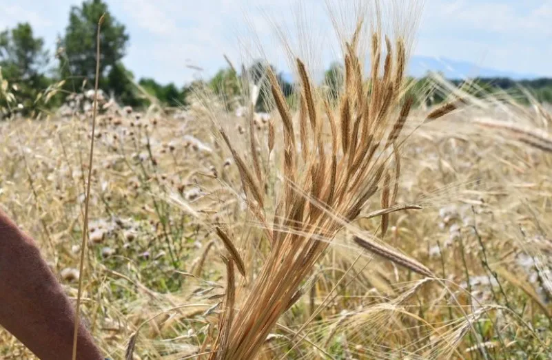 Top Italian Wheat Flour Type 00 for Pizza to Restaurant Catering Hotel Wholesale Retail Horeca