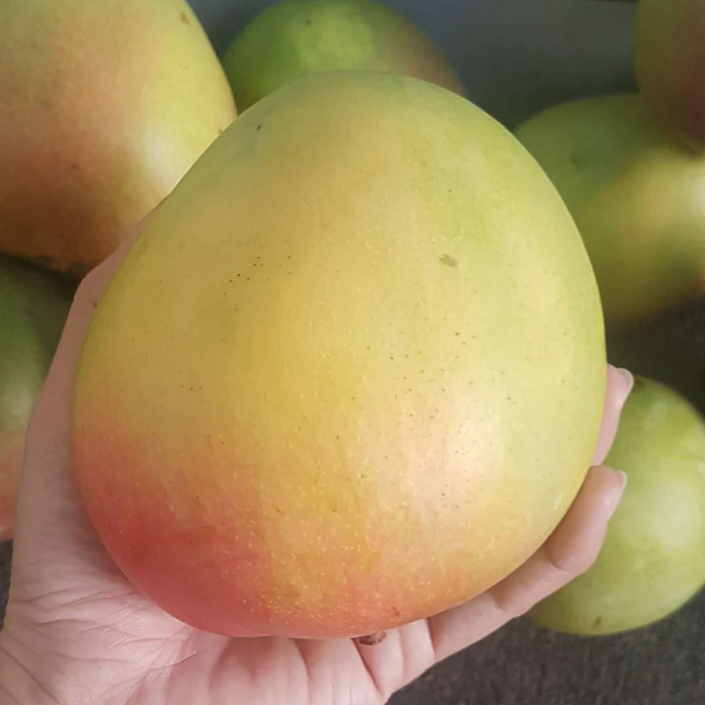 
High Quality Fruit Australia Mango Sweet Style NATURAL Origin Type Variety Size Organic cultural 